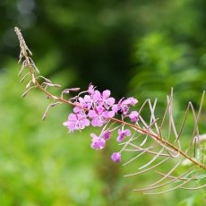 After the rain 14