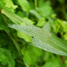 After the rain 15