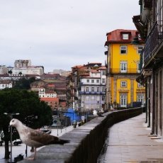 Porto 20