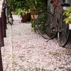 Beautiful rainy day 10