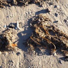 Winter day at Egmond aan Zee 04