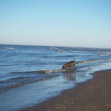 Winter day at Egmond aan Zee 05
