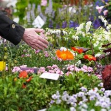 Flowers at Noordermarkt