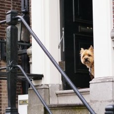 A curious dog