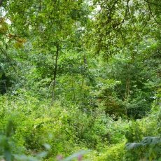 Rembrandtpark 04