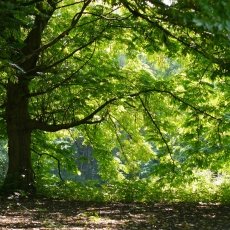 Rembrandtpark 01