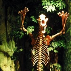 Ripley's Amsterdam 04