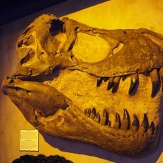 Ripley's Amsterdam 09
