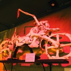 Ripley's Amsterdam 13