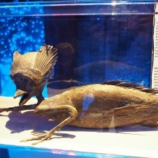 Ripley's Amsterdam 24