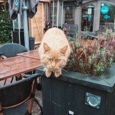 Schagen, the Netherlands 15