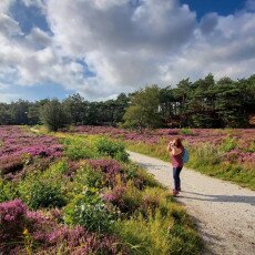 Schoorl Heather Fields 09