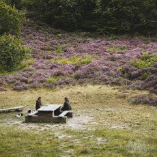 Schoorl Heather Fields 02