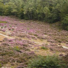 Schoorl Heather Fields 04