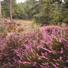 Schoorl Heather Fields 05