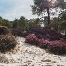 Schoorl Heather Fields 11