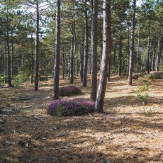 Schoorl Heather Fields 03