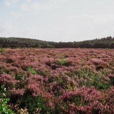 Schoorl Heather Fields 06