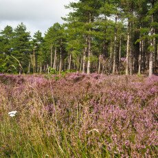 Schoorl Heather Fields 07