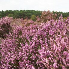 Schoorl Heather Fields 08