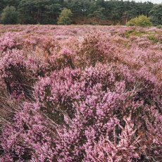 Schoorl Heather Fields 15