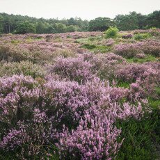 Schoorl Heather Fields 14