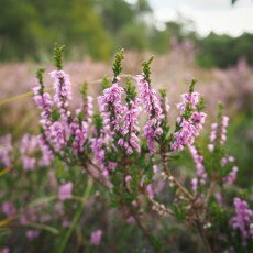Schoorl Heather Fields 16