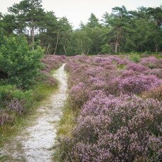 Schoorl Heather Fields 17