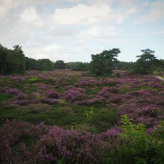 Schoorl Heather Fields 18