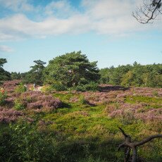 Schoorl Heather Fields 10