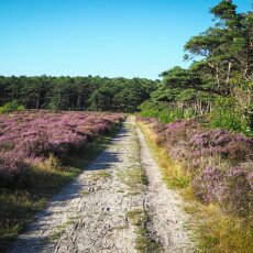 Schoorl Heather Fields 19