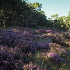 Schoorl Heather Fields 20