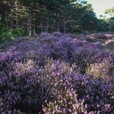 Schoorl Heather Fields 21