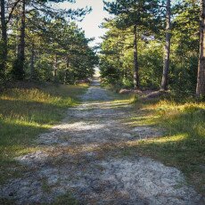 Schoorl Heather Fields 25