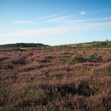 Schoorl Heather Fields 22