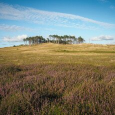 Schoorl Heather Fields 23