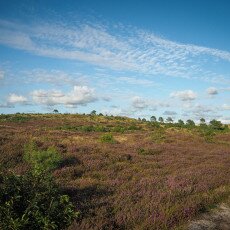 Schoorl Heather Fields 24