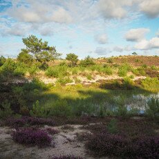 Schoorl Heather Fields 26