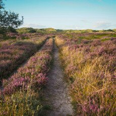 Schoorl Heather Fields 27