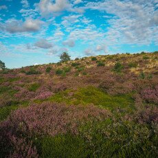 Schoorl Heather Fields 28