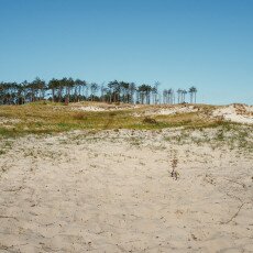 Schoorl Dunes 18