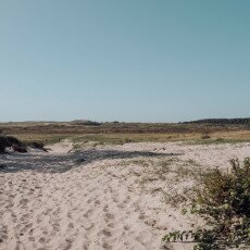 Schoorl Dunes 19