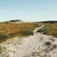 Schoorl Dunes 20