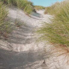 Schoorl Dunes 22