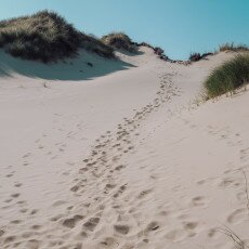 Schoorl Dunes 23