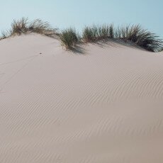 Schoorl Dunes 24