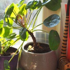 Slow pace of life 02