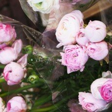 Slow pace of life 17