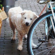 Slow pace of life 21