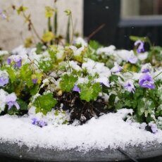 Snowing in Amsterdam 08